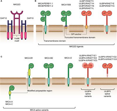 Frontiers | Manipulating The NKG2D Receptor-Ligand Axis Using CRISPR ...